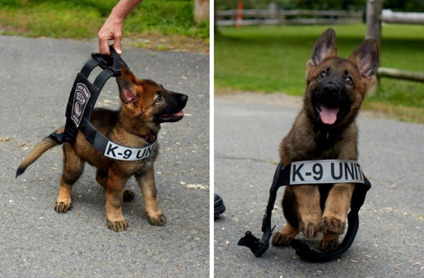 Psy policyjne też kiedyś były po raz pierwszy w pracy.