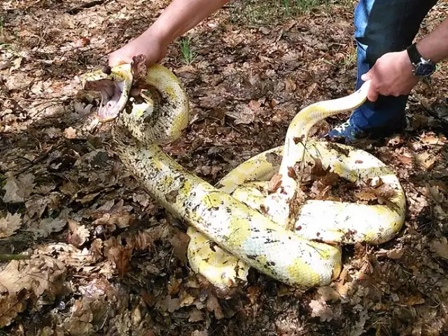 Pyton tygrysi albinos „grasował” pod Warszawą [ZDJĘCIA]