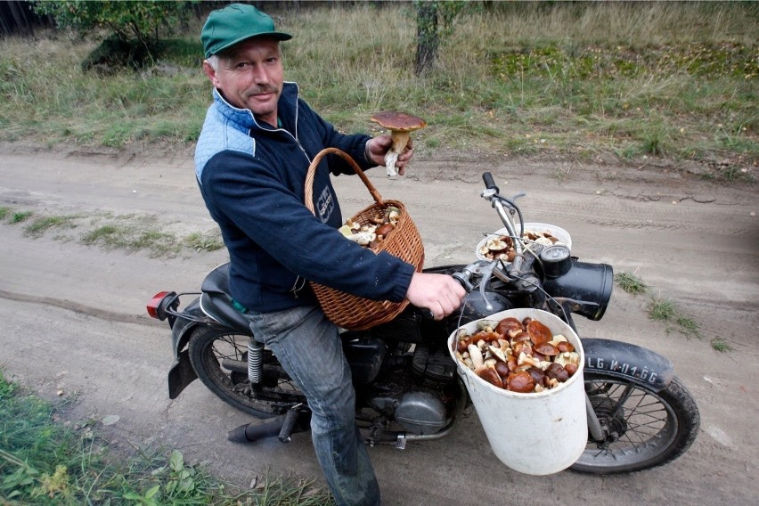 Numer 1. Kiedy okazuje się, że jest tak dużo grzybów, że nie...