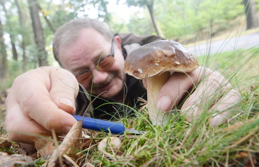 Numer 2. Gdy tak zafascynowało cię zbieranie grzybów, że...