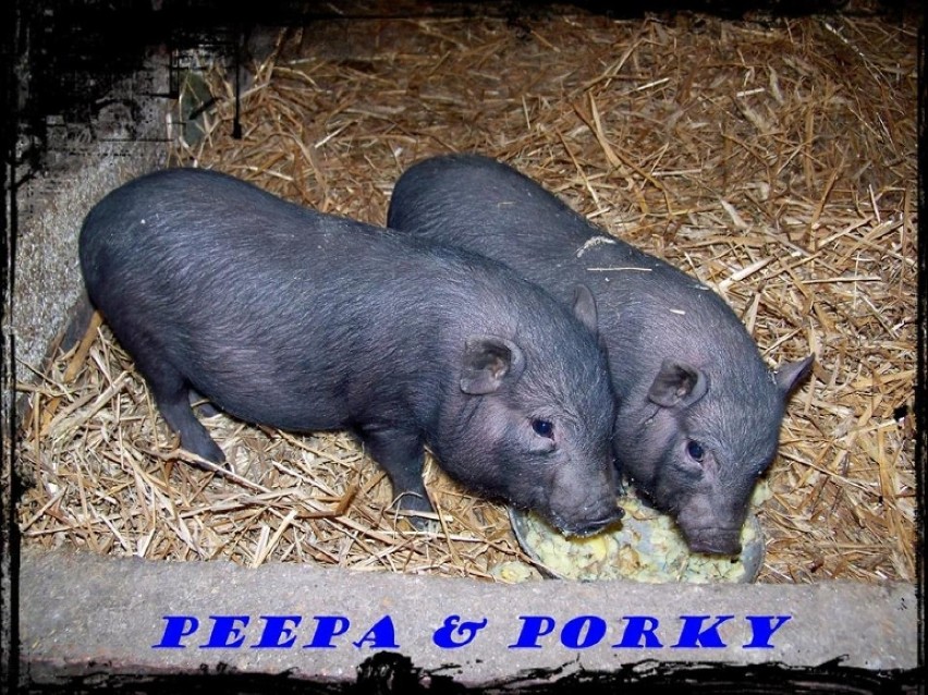 Peepa i Porky
