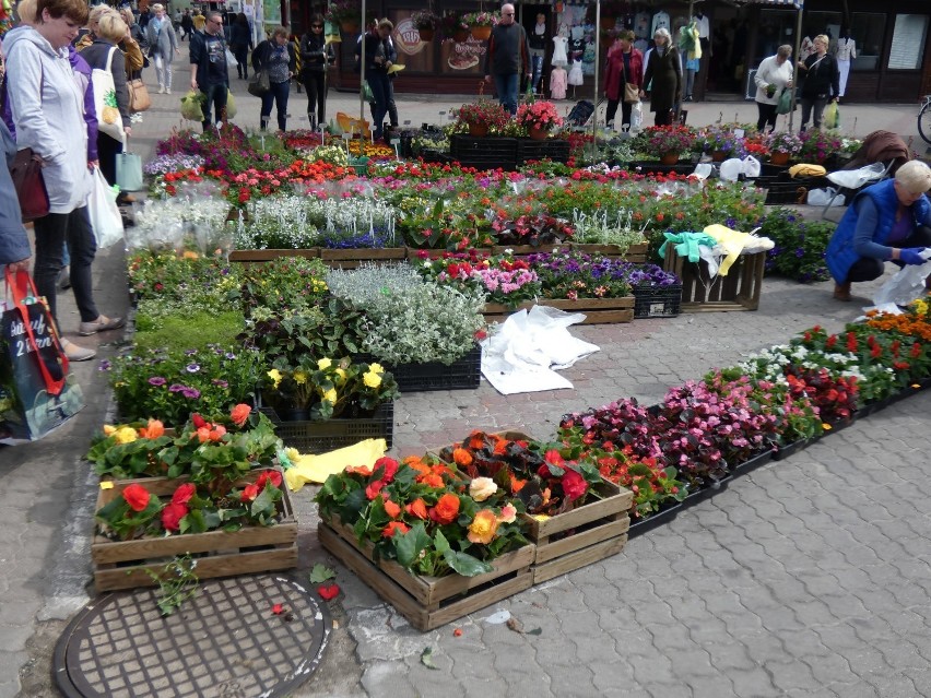 Festiwal Kwiatów na Rynku - było pięknie i kolorowo [ZDJĘCIA]