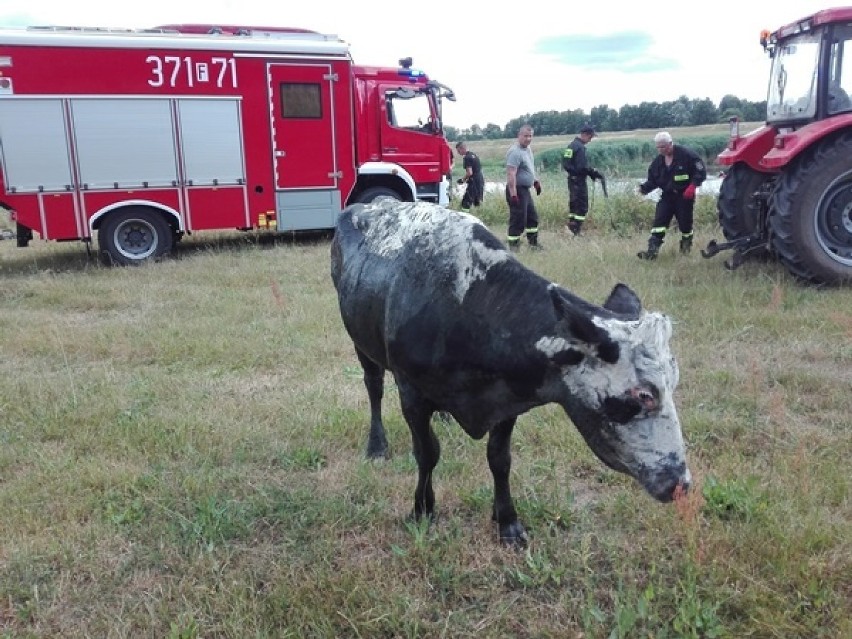 Od wtorku policjanci i strażacy szukają mężczyzny, który...