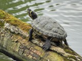 Żółw Fiodor na stałe zadomowił się w Pieńsku. Mało tego! Dziś ma przyjaciół i żółwią rodzinę!