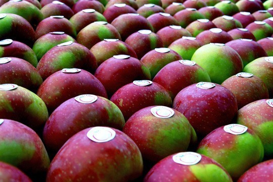 JABŁKA ŁĄCKIE - pod tą nazwą mogą być sprzedawane jabłka...