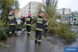Orkan Grzegorz we Włocławku. Powalone drzewo na ul. Olszowej  [zdjęcia, wideo]