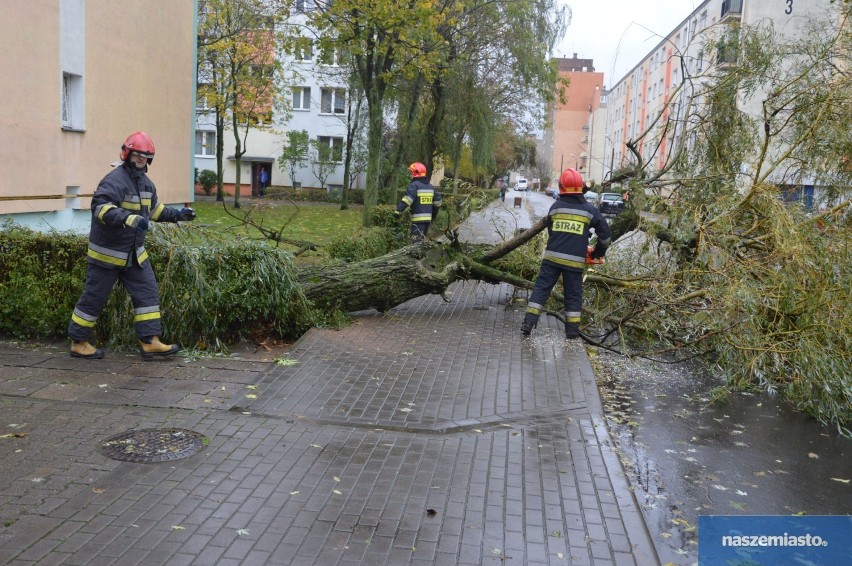 Orkan Grzegorz we Włocławku. Powalone drzewo na ul. Olszowej  [zdjęcia, wideo]