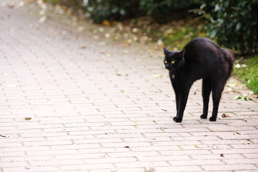 Przekraczający drogę czarny kot przynosi pecha. Szczególnie,...