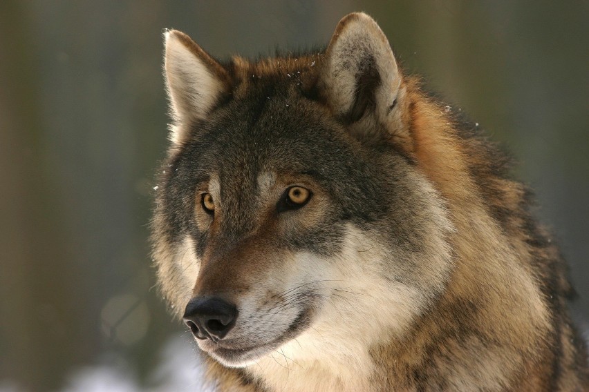 - O tym, że wilki pojawiają się na terenie naszego...