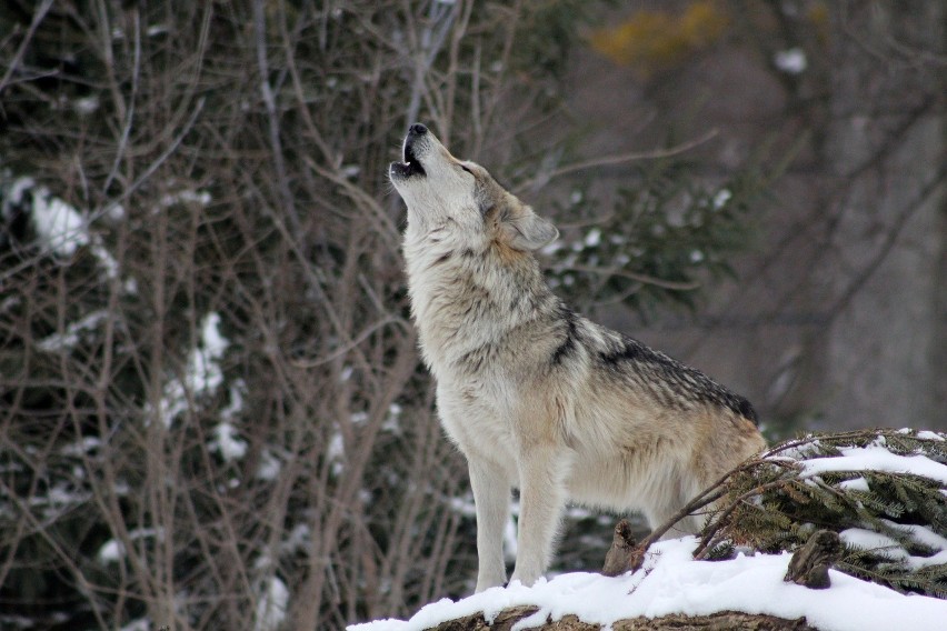 O pojawieniu się wilków nadleśnictwo informowało także w...