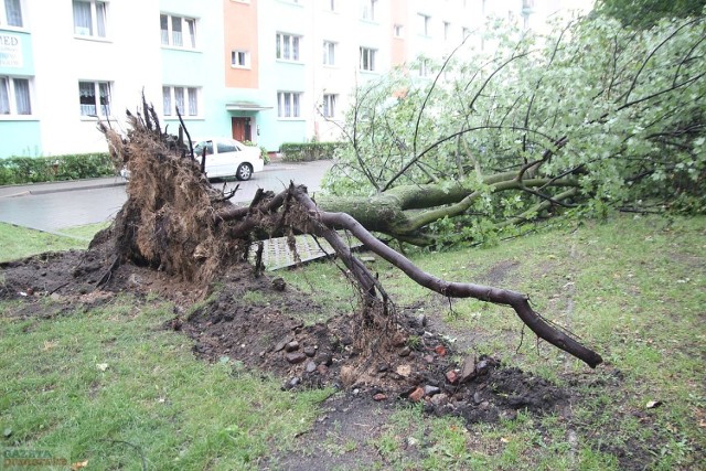 Krótka, aczkolwiek gwałtowna ulewa zaatakowała też Włocławek. Między blokami przy ul. Olszowej w wyniku nawałnicy padło drzewo.


Prognoza pogody na 17.06.2016.
TVN Meteo Active

