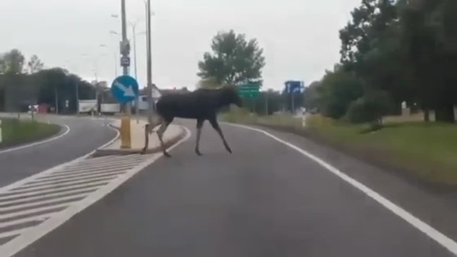 Widoki jak z kultowego serialu "Przystanek Alaska". Nieopodal Sulechowa, pod Zieloną Górą, po drodze przechadzał się wielki łoś