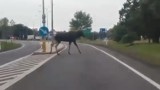 To nie Przystanek Alaska. Pod Zieloną Górą, jak gdyby nigdy nic, po drodze spacerował wielki łoś