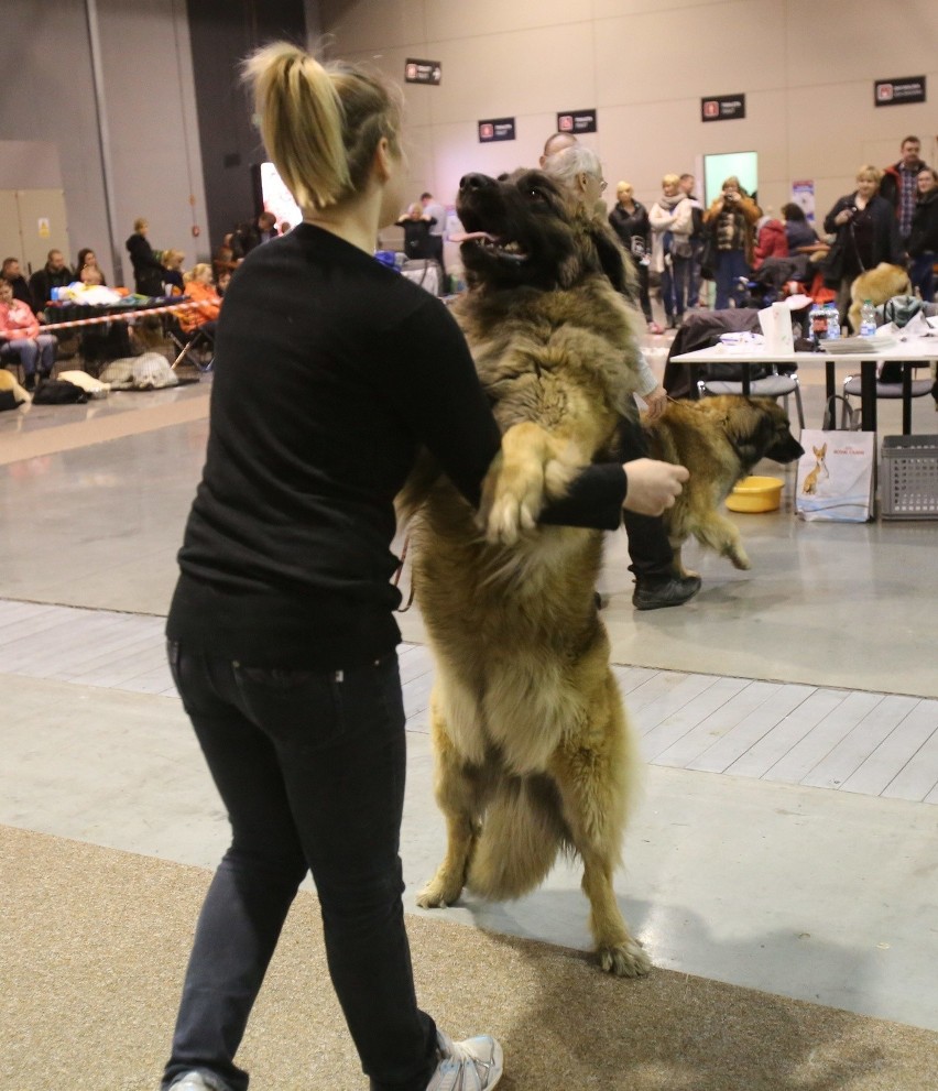 Wielka Wystawa Psów w Expo Silesia w Sosnowcu [ZDJĘCIA]