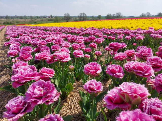 Na polach Bogdana Królika właśnie zakwitlo dziesięć milionów tulipanów. To „polska Holandia” - mówią ci, którzy je oglądają (13.05.2021).