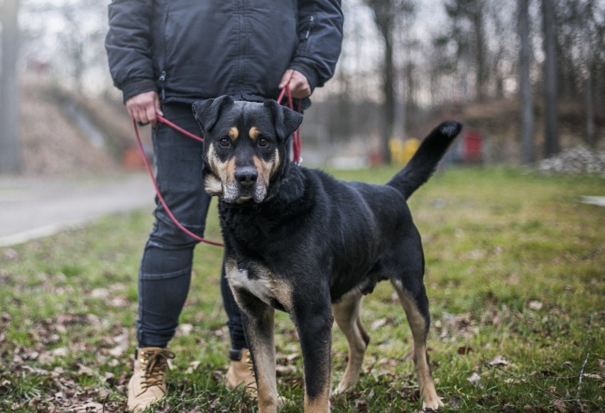 Psiaki czekają na nowy dom w schronisku Przylasek. Może u Ciebie znajdą ciepły kąt?