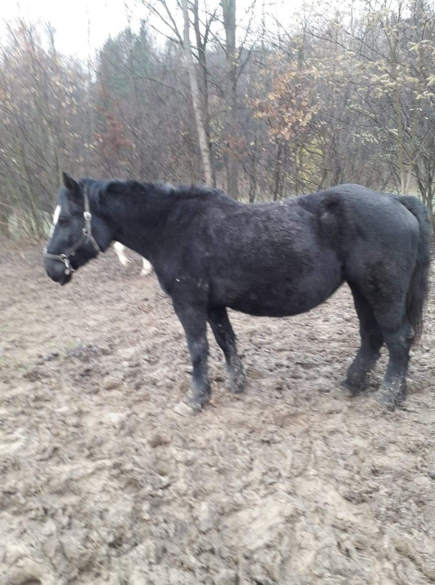 Trwają poszukiwania klaczy Majki z Pensjonatu pod Sosną w Łużnej. Wyznaczono 1000 zł nagrody! Właściciele tracą nadzieję, że zwierzę wróci