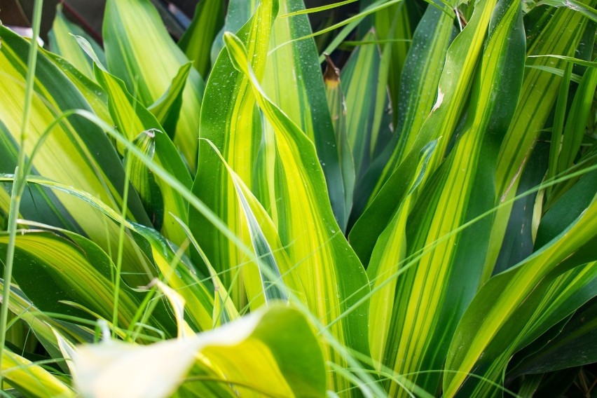 Dracena ma działanie podobne do Epipremnum - filtruje z...