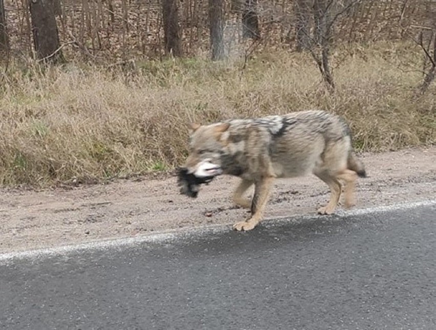 Pod koniec grudnia w okolicy Trzebicza kierowca...