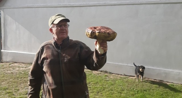 Takie prawdziwka znalazł pan Franciszek z Połęcka. Ten grzyb to prawdziwy "potwór"! Waży prawie 2 kilogramy!