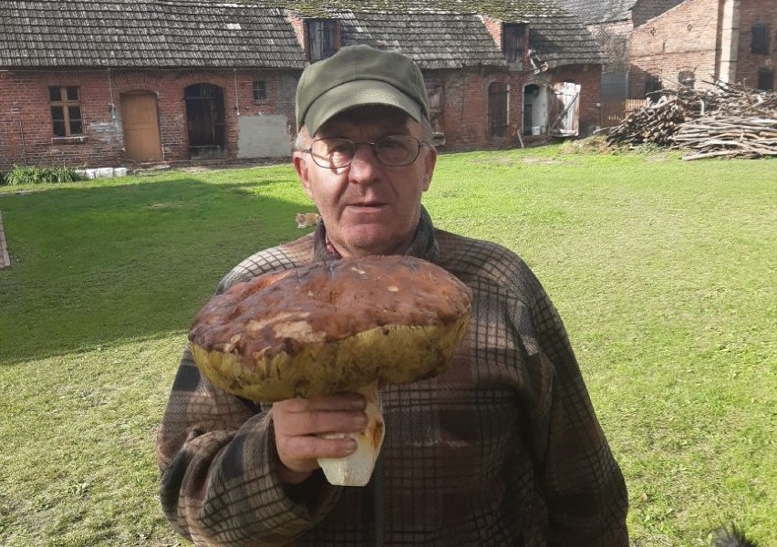 Takie prawdziwka znalazł pan Franciszek z Połęcka. Ten grzyb...