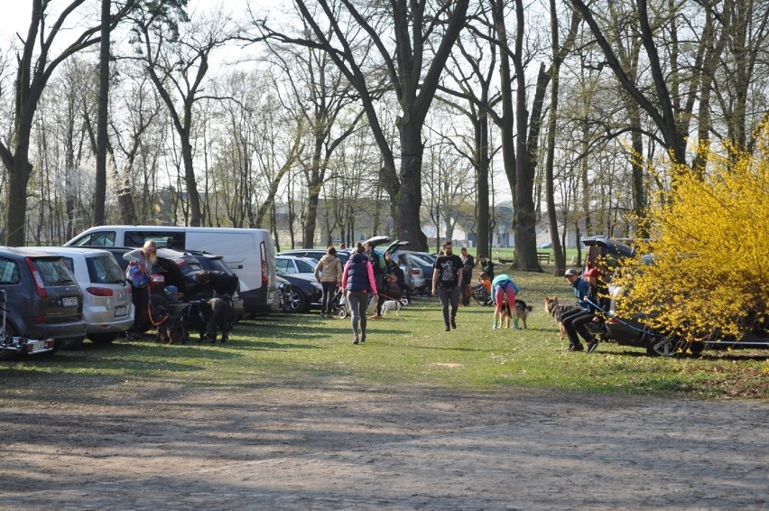 Wielkopolski Dogtrekking na Łęgach Mechlińskich już po raz...