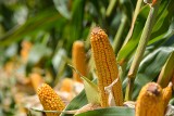 Rolnicy się cieszą, bo w tym roku kukurydza rośnie na potęgę