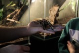 Pająki z całego świata zawitały do Olkusza. Można je wziąć na ręce. Trwa wystawa egzotycznych zwierząt w Podziemnym Olkuszu. Zobacz zdjęcia