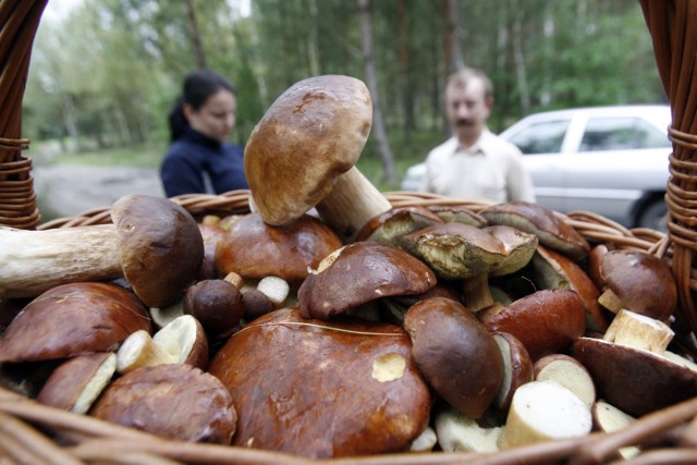 Lasy na północ od Bolesławca  - tu wciąż jest sporo grzybów, choć trzeba się naszukać. Dominują podgrzybki.