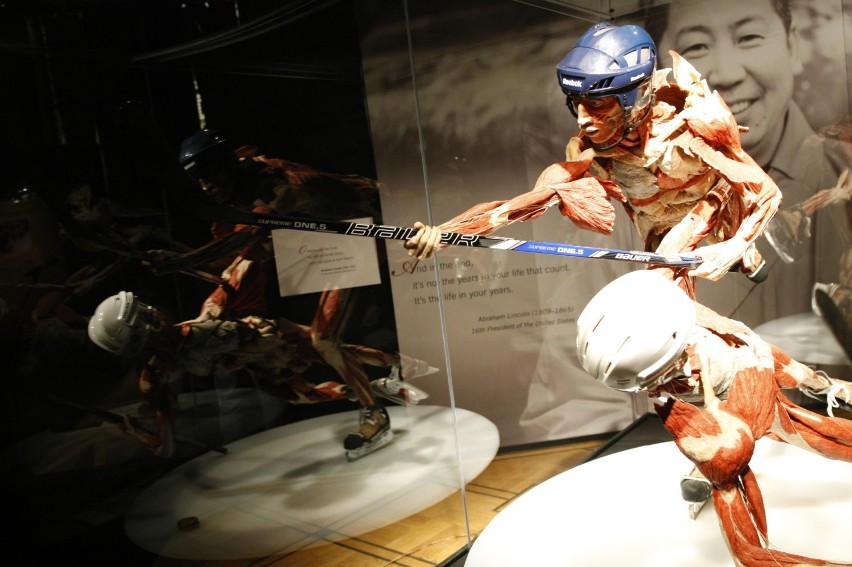 Poznaj tajemnice ludzkiego ciała z bliska. Wystawa BODY WORLDS już w Warszawie