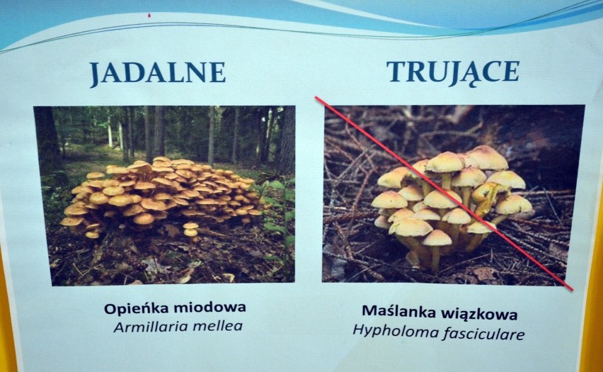 Jadalna Opieńka Miodowa, a trująca Maślanka...