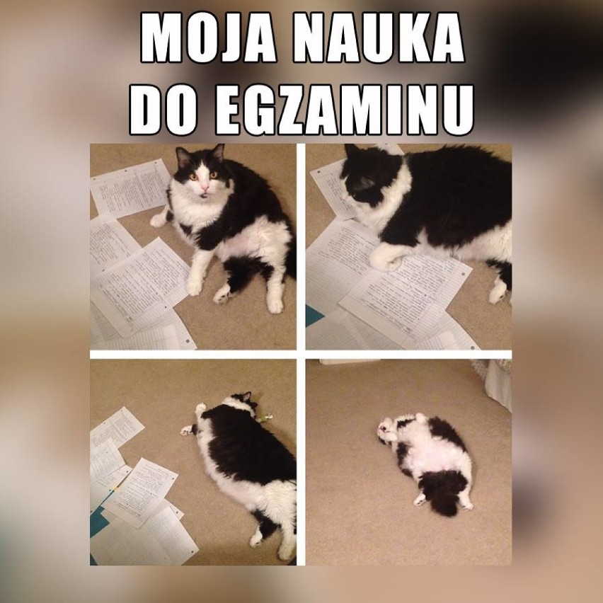 Sesja jak wojna. Albo wygrasz, albo będzie następna! [MEMY O STUDENTACH I SESJI]