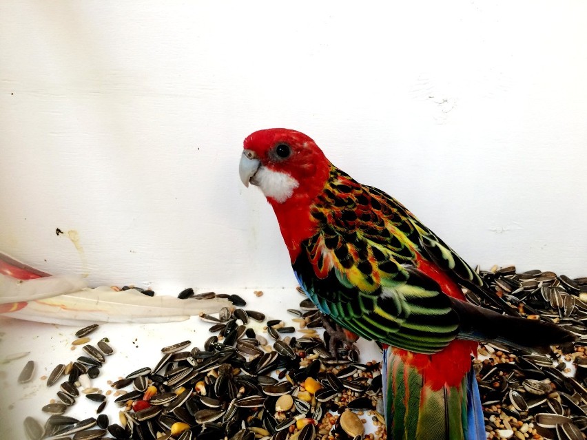 Wystawa papug i kanarków w Zielonej Górze