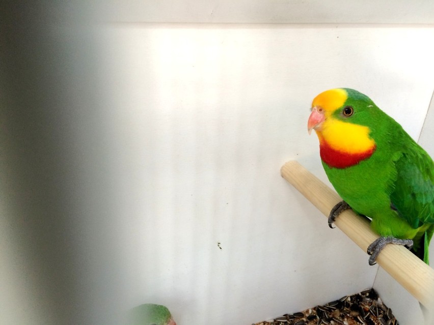 Wystawa papug i kanarków w Zielonej Górze