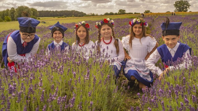 Lovenda Kujawska w Leszczach to największa na Kujawach plantacja lawendy