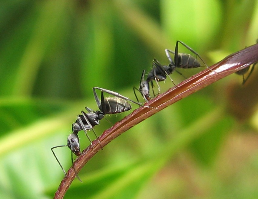 Gniazda mrówek zniszczymy skutecznie, zalewając je wrzątkiem...