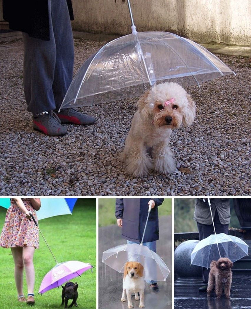 Nietypowe parasole: Psi parasol