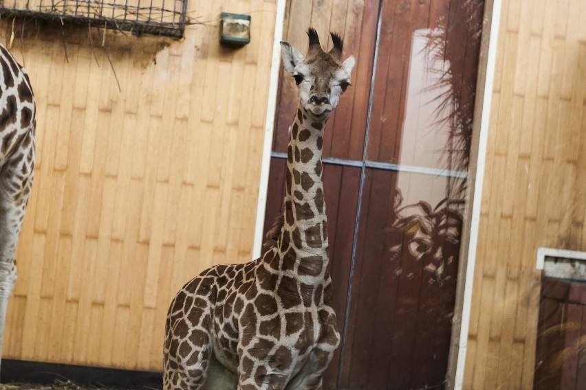 Żyrafek z warszawskiego ZOO. Byliśmy z wizytą u gwiazdy...