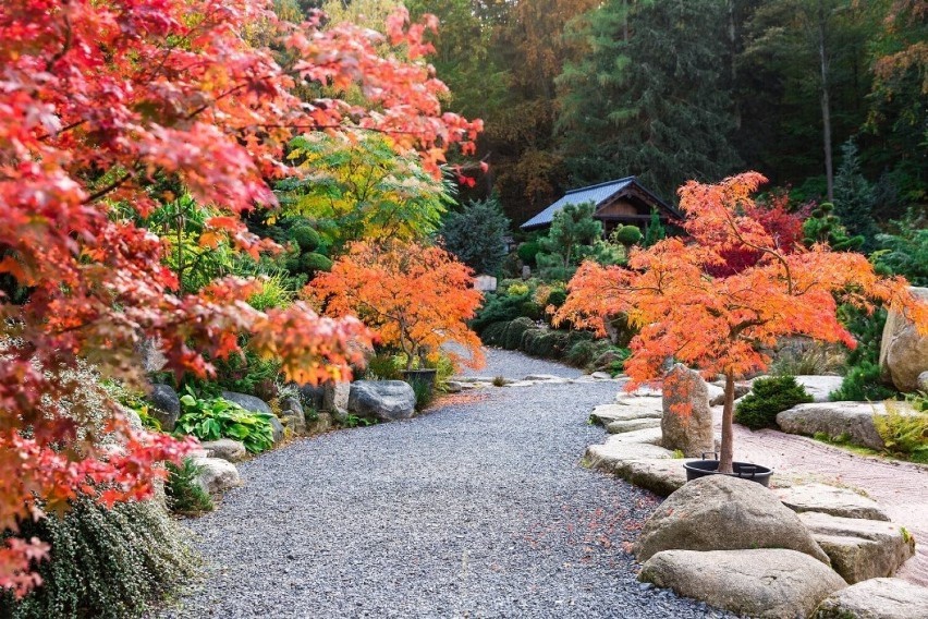 Japoński ogród w Przesiece jest jednym z największych w...