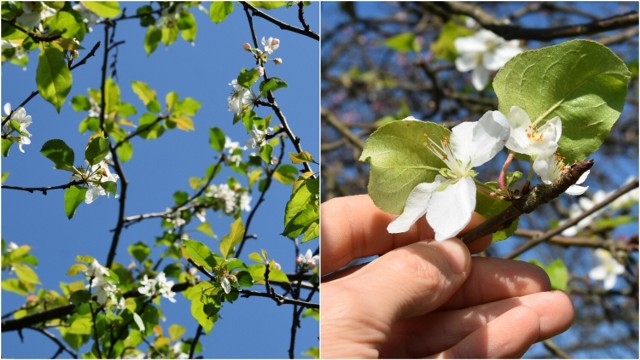 Drzewa, które rosną przy ulicy Koszyckiej od kilku dni kwitną na biało i różowo. Kwiatami obsypane są też drzewa owocowe w okolicznych ogódkach