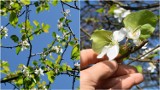 W Tarnowie i okolicy ponownie zakwitły jabłonie i inne rośliny. Kwiatów jest najwięcej tam, gdzie przeszło sierpniowe gradobicie