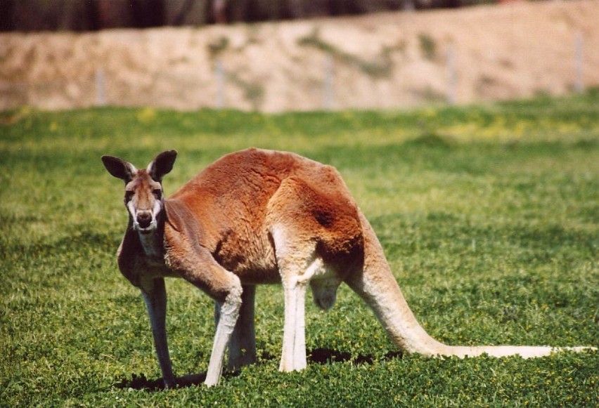 Kangurzyce mają trzy waginy i dwie macice, a cały system -...