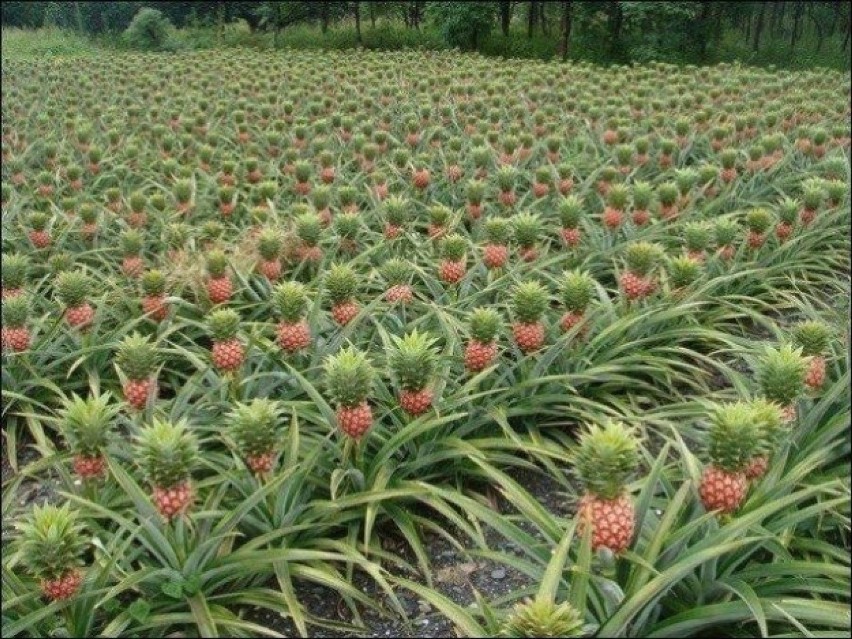 Tak rosną ananasy.