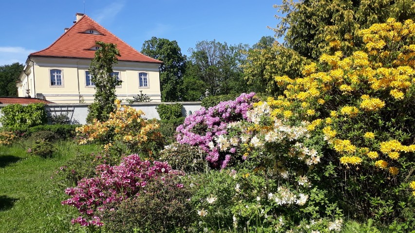 To tylko 10 km od Zgorzelca i najlepszy moment, żeby zobaczyć feerie barw przy pałacu Königshain. Wszystko wokół kwitnie