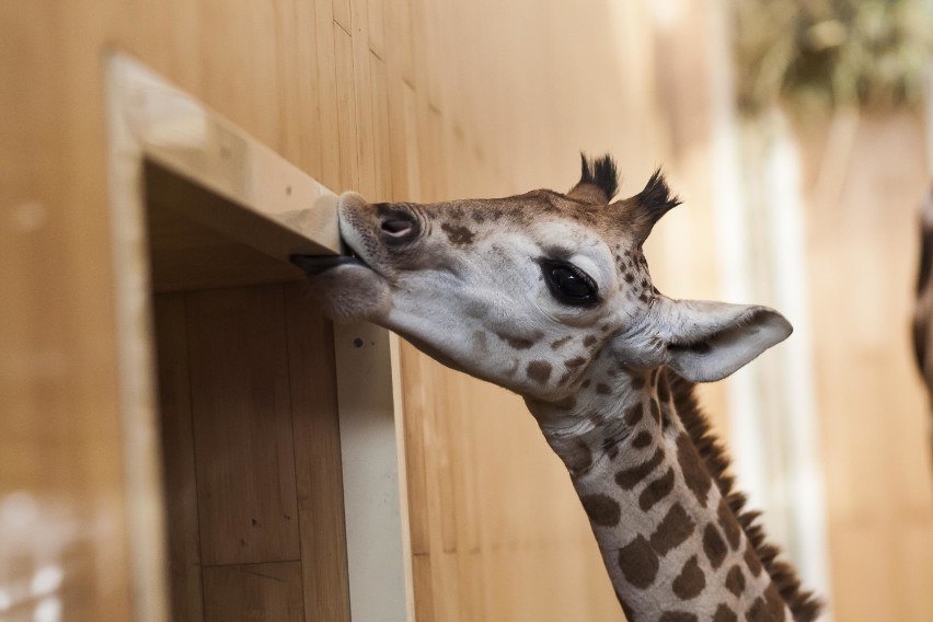 W praskim zoo stanęła specjalna fotobudka. Można zrobić...