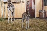 W praskim zoo stanęła specjalna fotobudka. Można zrobić sobie zdjęcie z żyrafkiem Gortatem [WIDEO]