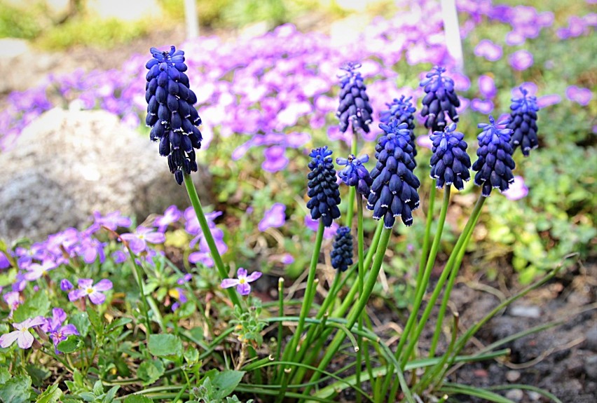 Kraków. Wiosna w Ogrodzie Botanicznym [ZDJĘCIA]