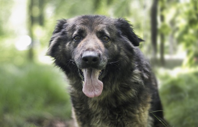 Piękna Izzy ma 10 lat i przybyła do Schroniska z gminy Mirsk, gdzie przebywa od 29.03.2019 roku. Izzy została przywiązana do płota pod domem Pani Weterynarz. Sunia jest bardzo przyjaznym pieskiem :) Informacje odnośnie zdrowia Izzy można uzyskać u Pani Weterynarz. Uwielbia trawę i głaskanie :) Aby dowiedzieć się więcej o adopcji Izzy zapraszamy do kontaktu pod numerem telefonu 600 044 362. Izzy można poznać codziennie w godzinach od 12 do 17. Serdecznie zapraszamy! :)