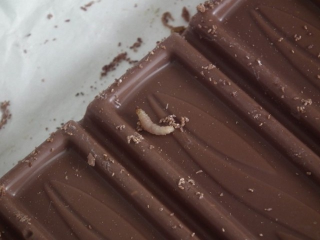 Larwy w czekoladzie