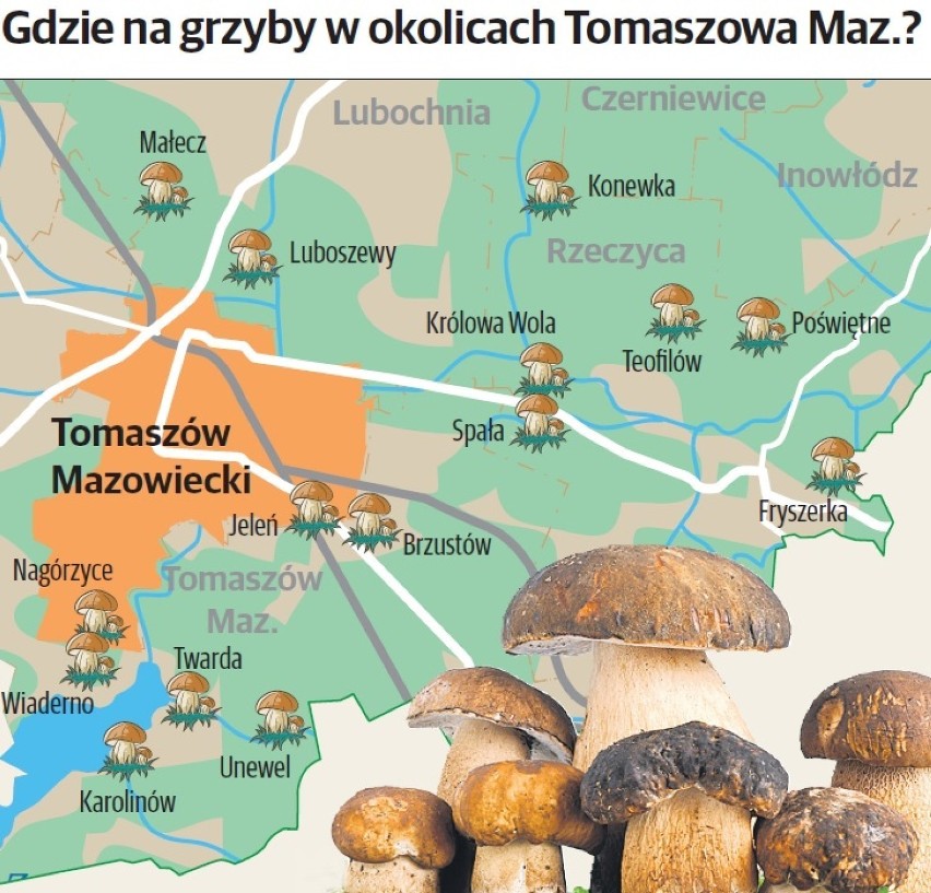 Rusza sezon na grzyby w powiecie tomaszowskim: Gdzie na grzyby w okolicach Tomaszowa? [ZDJĘCIA, MAPA]